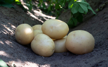 Læggekartofler Ally 2 kg